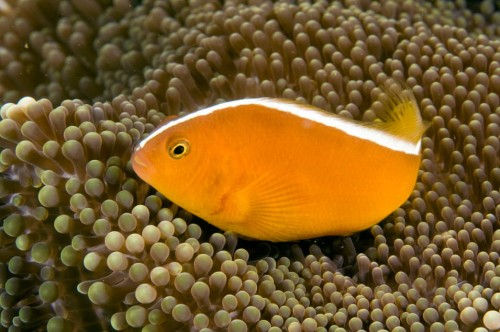 Amphiprion sandaracinos