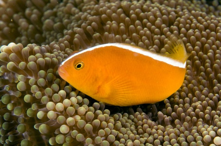 Amphiprion sandaracinos
