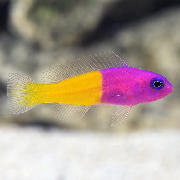 Pictichromis paccagnellae