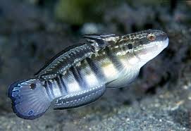Amblygobius phalaena
