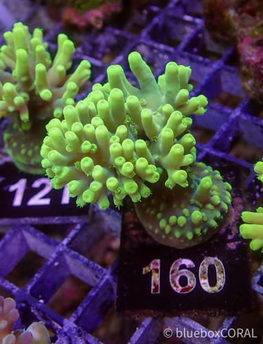 Acropora caroliniana