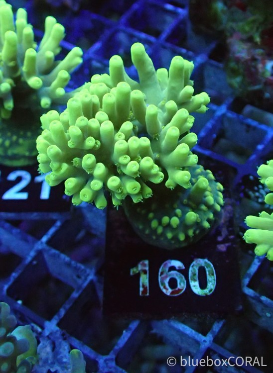 Acropora caroliniana