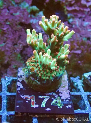 Acropora microclados