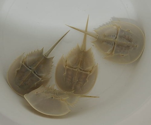 limulus_polyphemus_5.jpg
