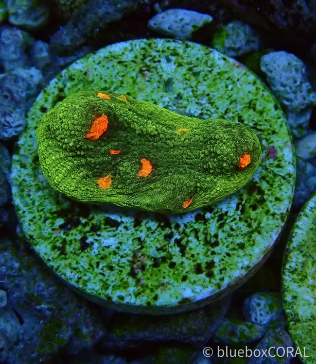 Echinophyllia spp. (Space Invader)1.webp