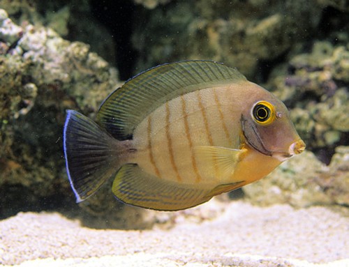 ACANTHURUS PYROFERUS.jpg