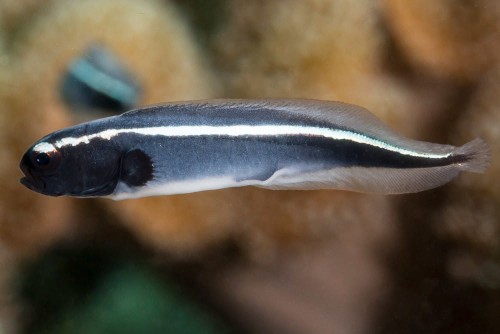 Pholidichthys leucotaenia XS