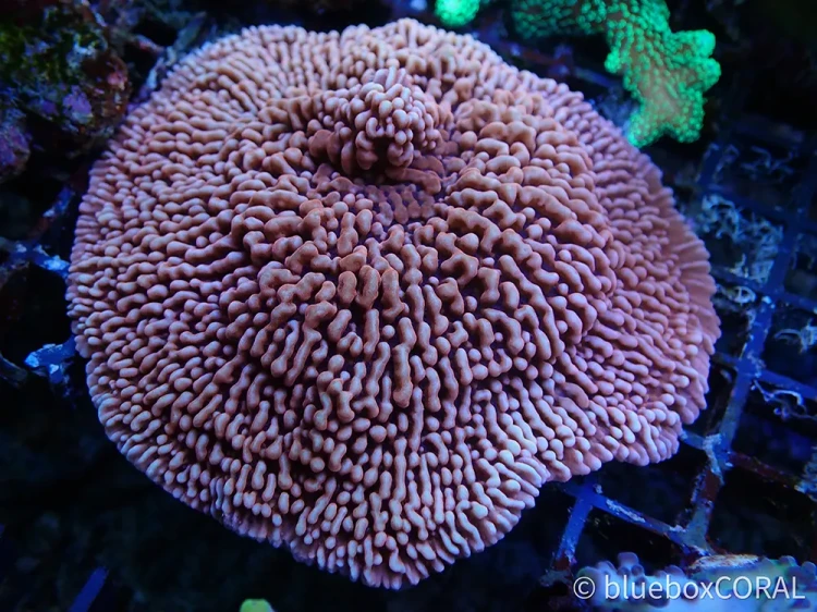Montipora danae - Montipora - danae - montipora talerzowa