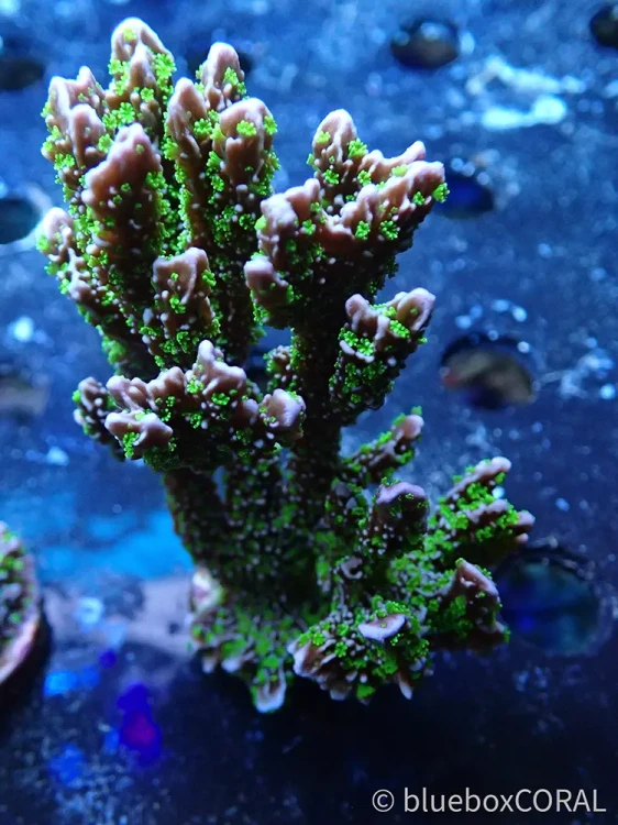 montipora - ultra green- koralowiec twardy - akwarium morskie