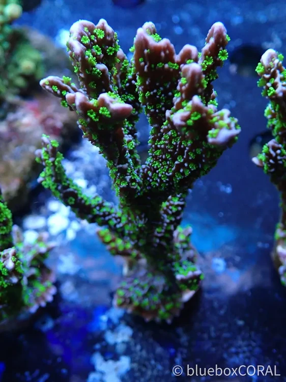 montipora - ultra green, sps, koralowiec twardy - akwarium morskie