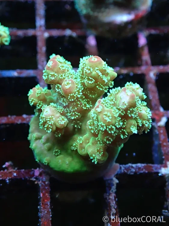 acropora - florida - sps - koralowiec twardy - akwarium morskie