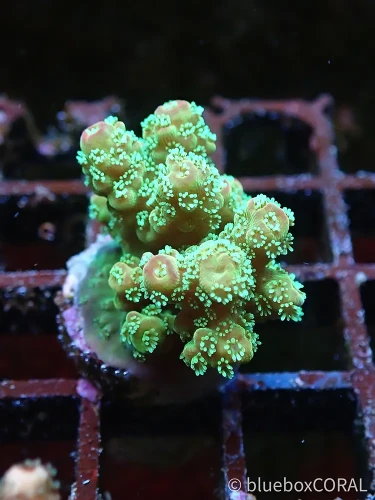 acropora - florida - sps - koralowiec twardy - akwarium morskie