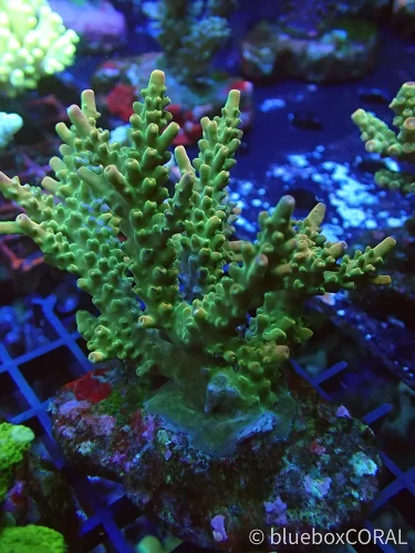 acropora - sps - koralowiec twardy - akwarium morskie