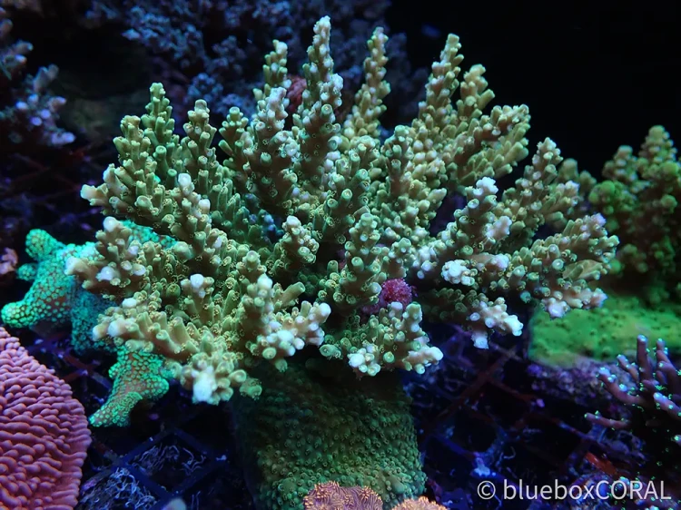 acropora - sps - koralowiec twardy - akwarium morskie - akwarystyka morska tarnów