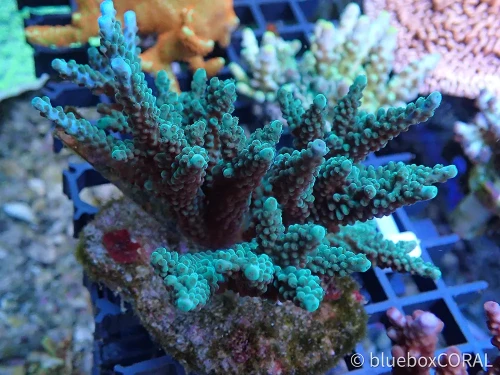 acropora - sps - koralowiec twardy - akwarium morskie - akwarystyka morska tarnów