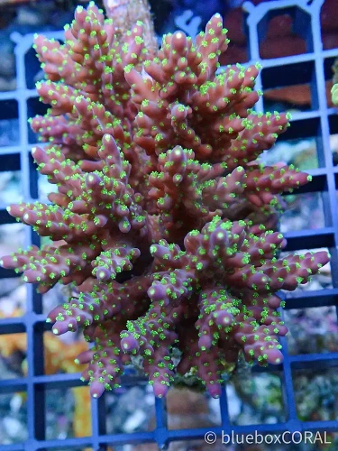 acropora - sps - koralowiec twardy - akwarium morskie - akwarystyka morska tarnów