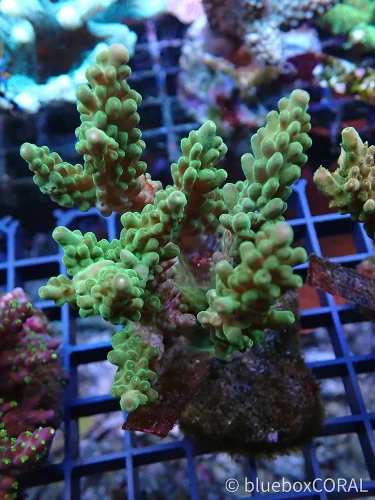 acropora - sps - koralowiec twardy - akwarium morskie - akwarystyka morska tarnów