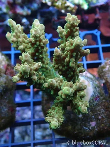 acropora - sps - koralowiec twardy - akwarium morskie - akwarystyka morska tarnów