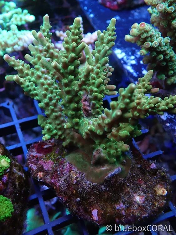 acropora - sps - koralowiec twardy - akwarium morskie - akwarystyka morska tarnów