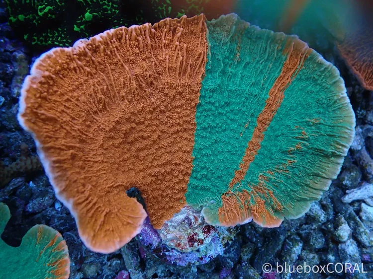 montipora - sps - koralowiec twardy - akwarystyka morska tarnów