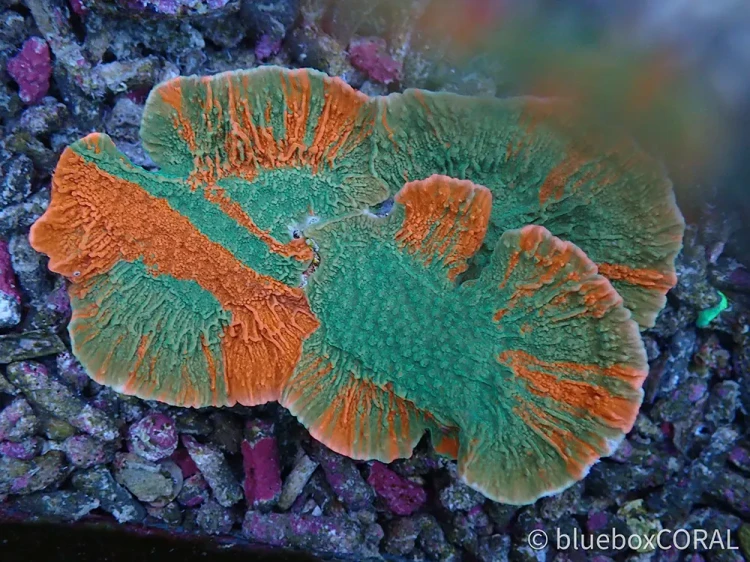 montipora - sps - koralowiec twardy - akwarystyka morska tarnów