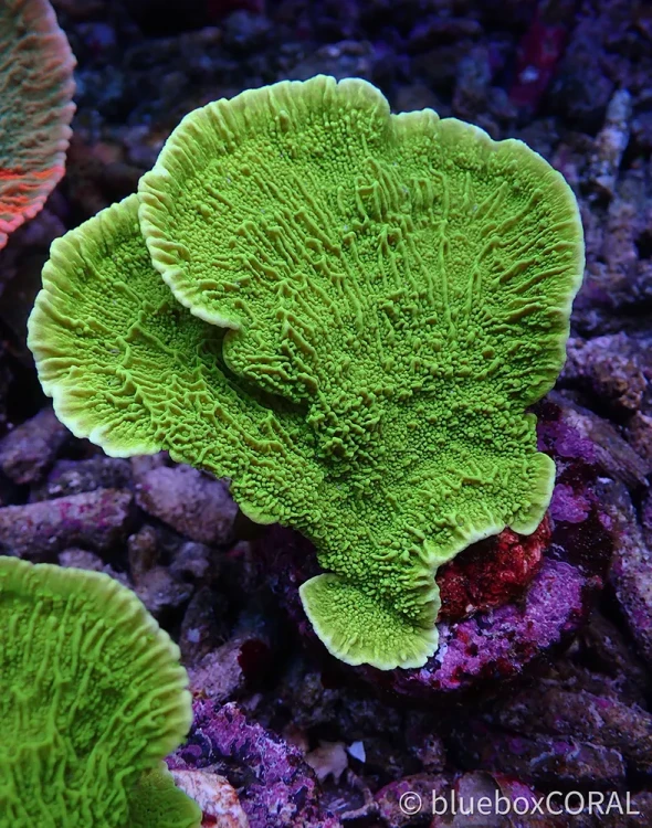 montipora - sps - koralowiec twardy - akwarystyka morska tarnów