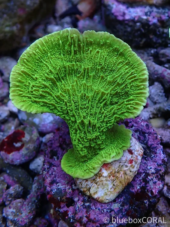 montipora - sps - koralowiec twardy - akwarystyka morska tarnów