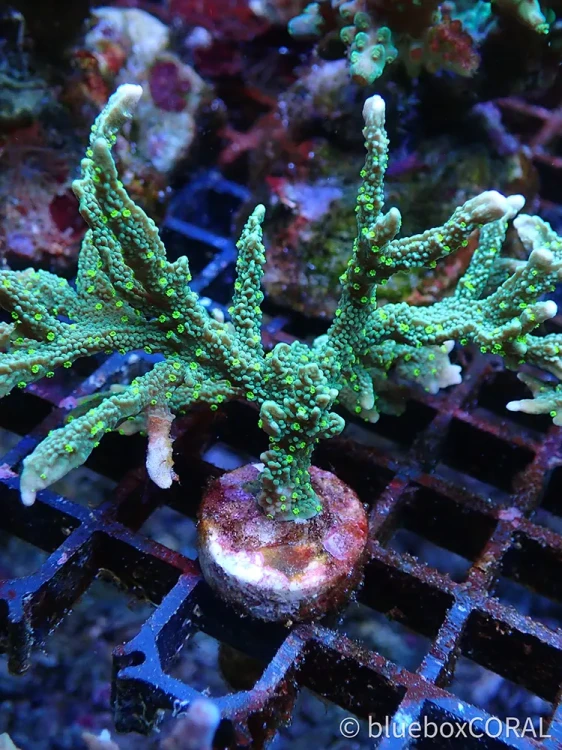montipora - sps - Montipora stellata - koralowiec twardy  - akwarystyka morska tarnów