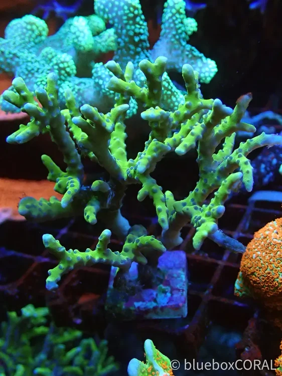 Anacropora spp. - sps - koralowiec twardy