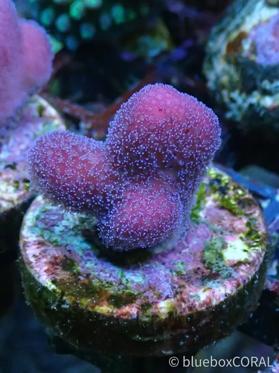 Stylophora pistillata (Pink) - (Tonga) - sps - koralowiec twardy