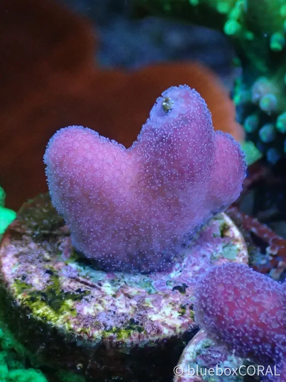 Stylophora pistillata (Pink) (Tonga)- sps - koralowiec twardy