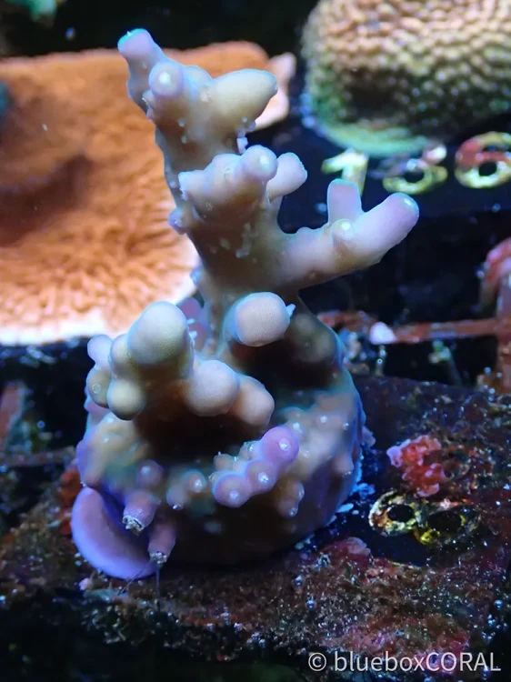 acropora - sps - koralowiec twardy - akwarystyka morska tarnów