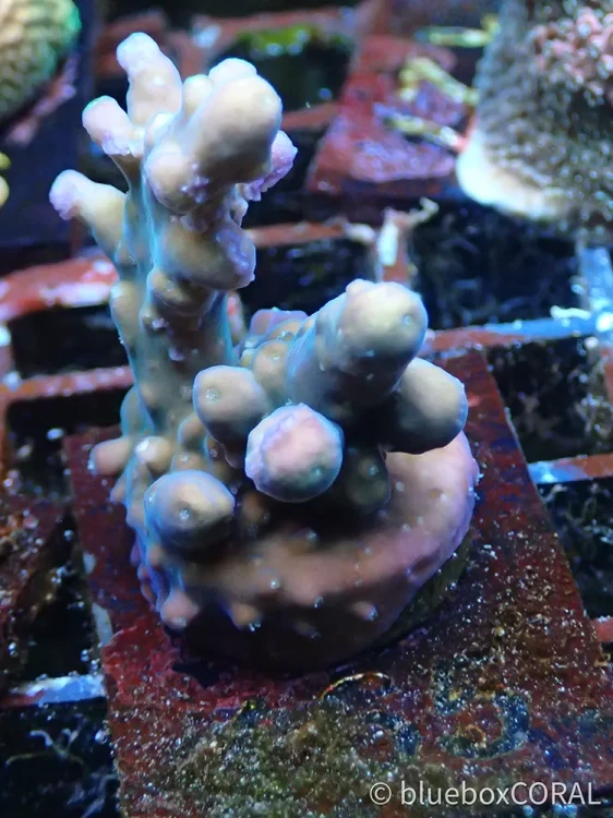 acropora - sps - koralowiec twardy - akwarystyka morska tarnów