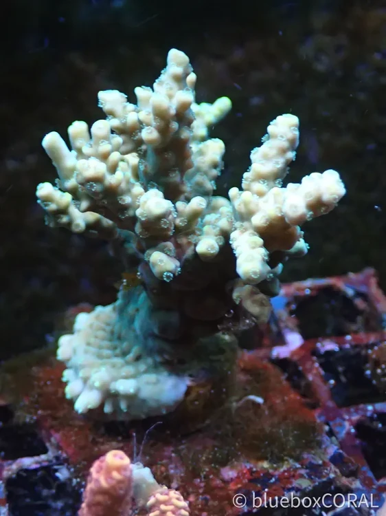 acropora - sps - koralowiec twardy - akwarystyka morska tarnów