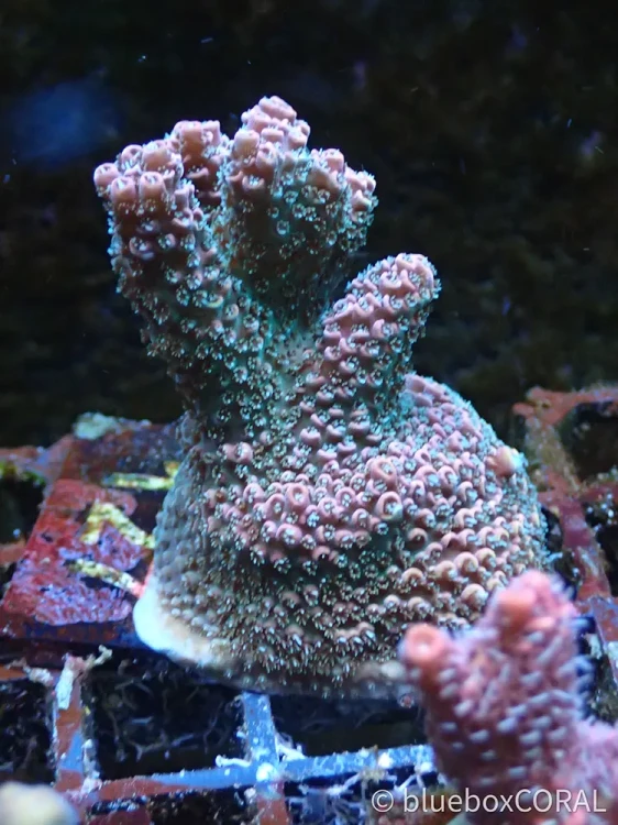 acropora - sps - koralowiec twardy - akwarystyka morska tarnów