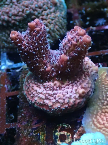acropora - sps - koralowiec twardy - akwarystyka morska tarnów