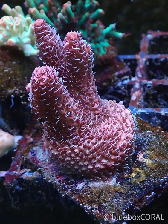acropora - sps - koralowiec twardy - akwarystyka morska tarnów