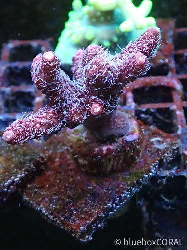 acropora - sps - koralowiec twardy - akwarystyka morska tarnów