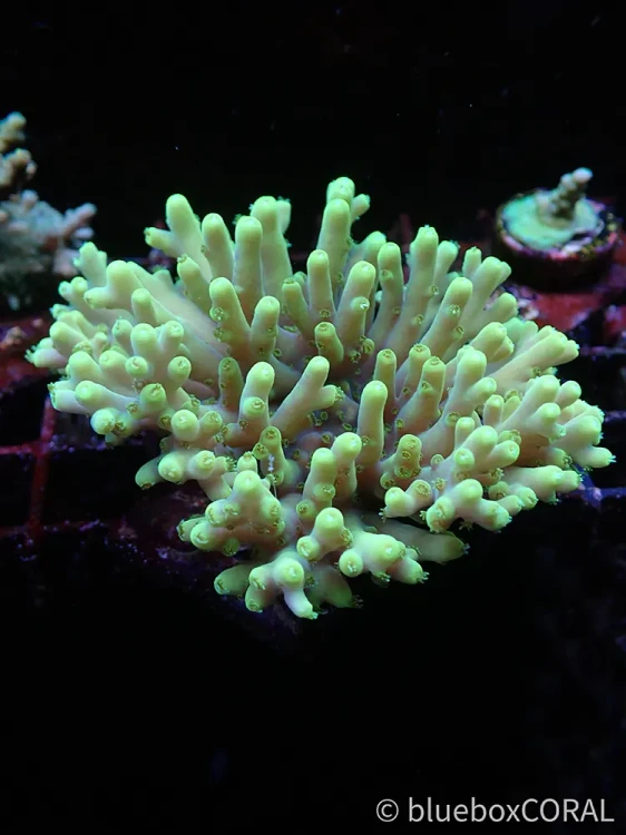 acropora - sps - koralowiec twardy - akwarystyka morska tarnów