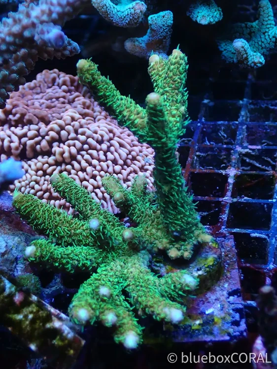 acropora - sps - koralowiec twardy - akwarystyka morska tarnów