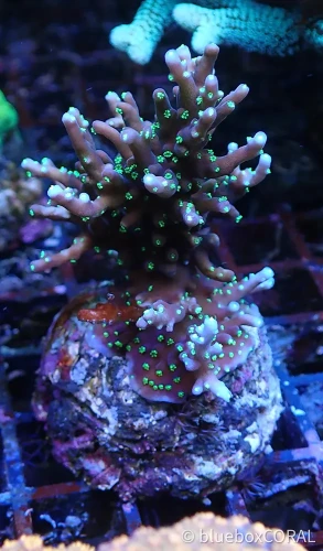 acropora - sps - koralowiec twardy - akwarium morskie tarnów