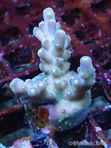 acropora - sps - koralowiec twardy - akwarium morskie tarnów