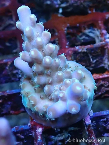 acropora - sps - koralowiec twardy - akwarium morskie tarnów