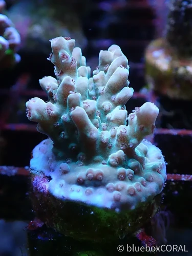 acropora - sps - koralowiec twardy - akwarium morskie tarnów