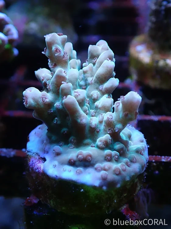 acropora - sps - koralowiec twardy - akwarium morskie tarnów