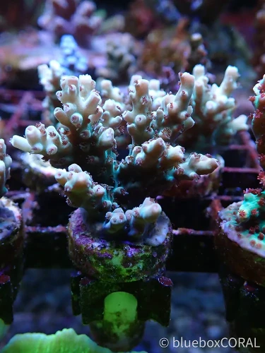 acropora - sps - koralowiec twardy - akwarium morskie tarnów