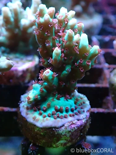 acropora - sps - koralowiec twardy - akwarium morskie tarnów