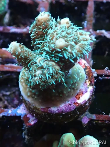 acropora - sps - koralowiec twardy - akwarium morskie tarnów
