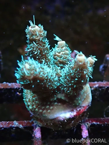 acropora - sps - koralowiec twardy - akwarium morskie tarnów