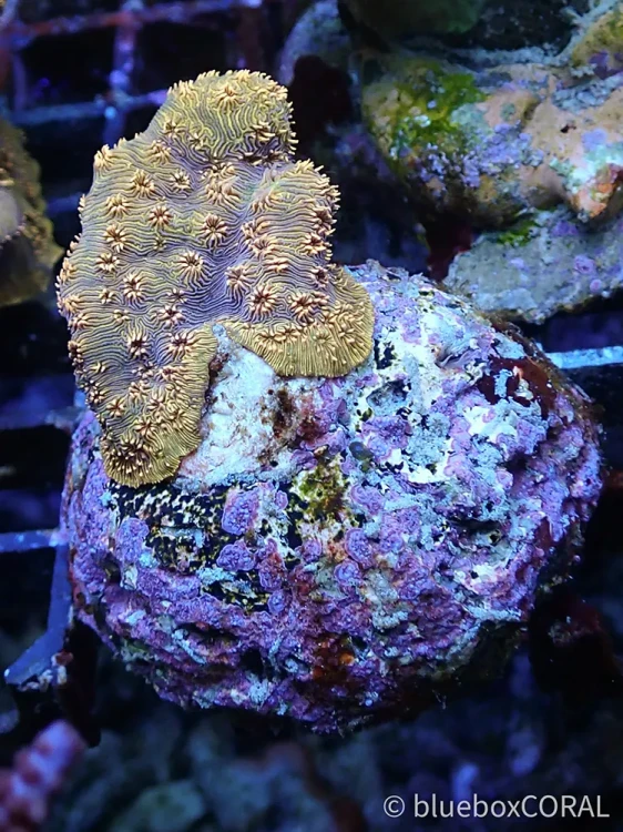 Pavona maldivensis